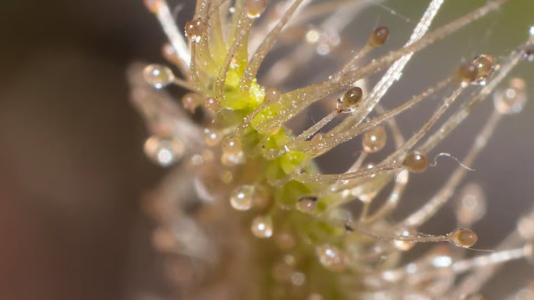 Drosera capensis 'Alba'
