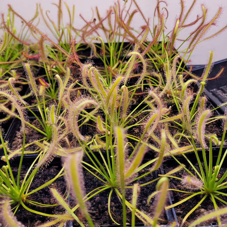 Drosera capensis 'Alba'