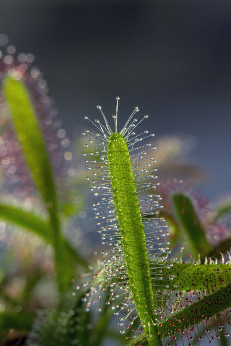Drosera capensis 'Alba'