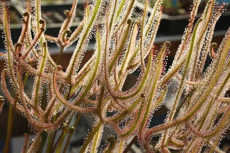Drosera dichotoma ‘Giant Form’