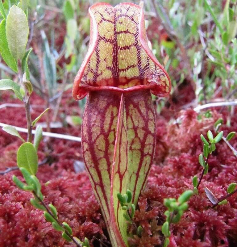 Sarracenia purpurea ssp. venosa