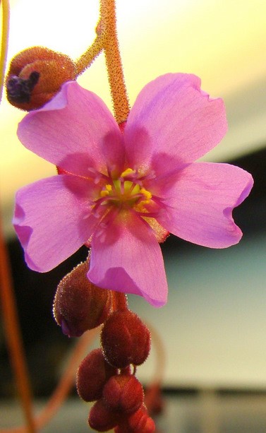 Drosera aliciae