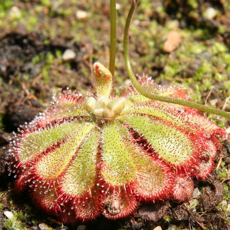 Drosera aliciae