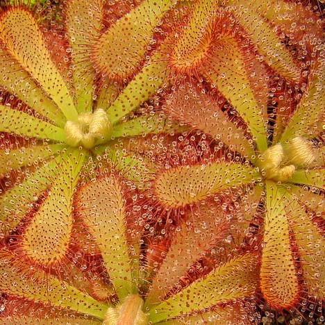 Drosera aliciae