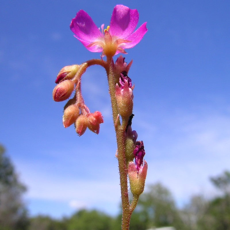 Drosera spathulata