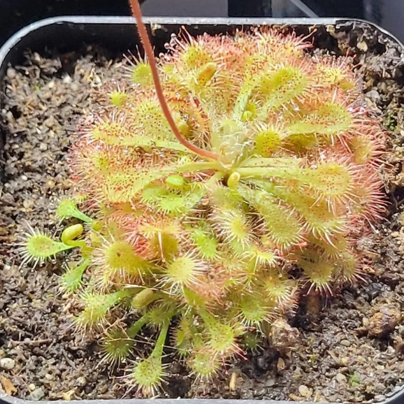 Drosera spathulata
