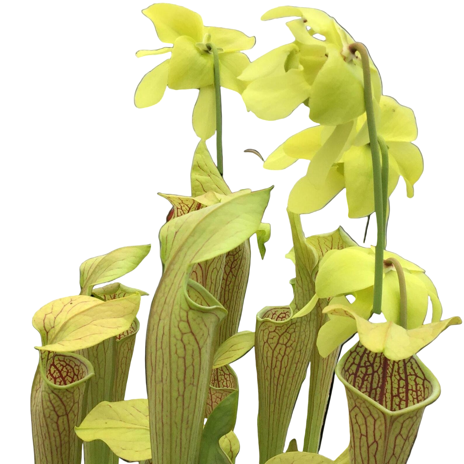 Sarracenia Lime Ice