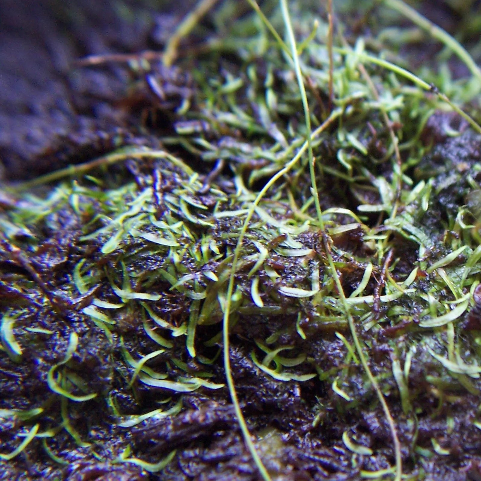 Thread-like grass-like leaves of Utricularia bisquamata, a compact and uncommon terrestrial bladderwort