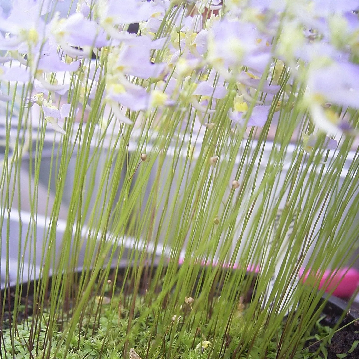 Utricularia bisquamata with dozens of flowering scapes, each bearing multiple small blooms, showcasing its prolific floral display