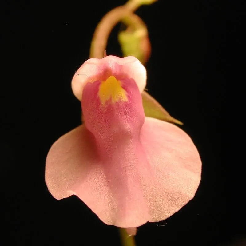 Close-up front view of Utricularia calycifida flower showing large petals with bright colors and detailed veining, a tropical carnivorous bladderwort