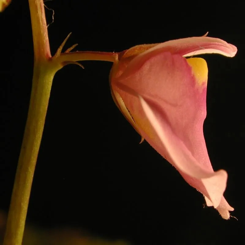 Close-up side view of Utricularia calycifida flower showing large petals with bright colors and detailed veining, a tropical carnivorous bladderwort