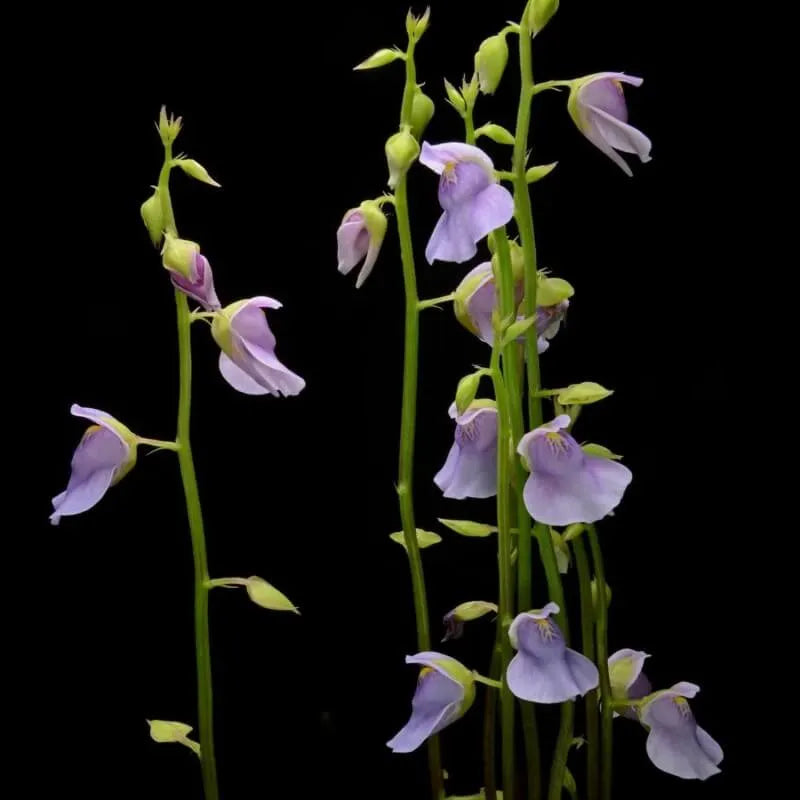 Utricularia calycifida producing multiple flowering scapes, each with large colorful blooms, showcasing abundant floral display