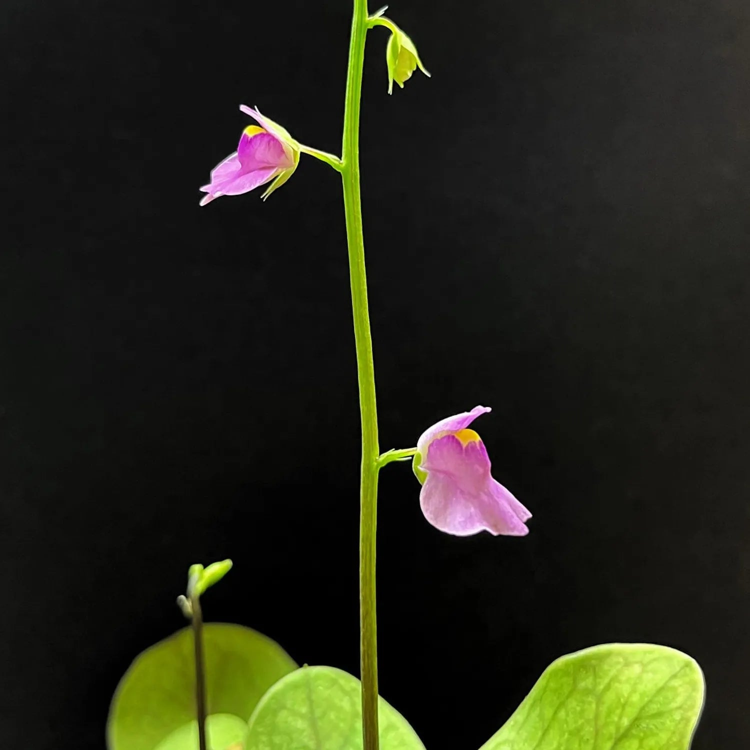 Several Utricularia calycifida flowers on one scape, highlighting the species’ vibrant coloration and prolific flowering habit