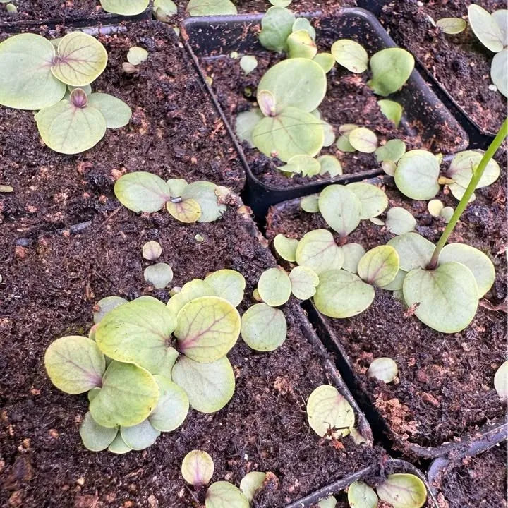 Some examples of potted Utricularia calycifida leaves