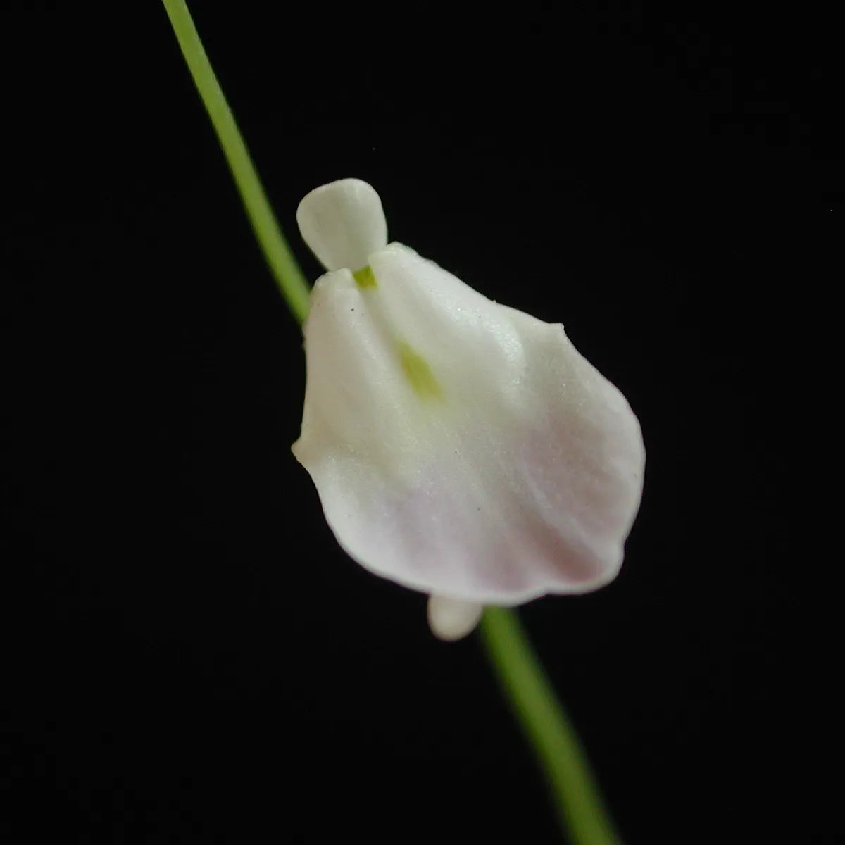 Front view close-up of Utricularia livida flower showing white petals with subtle purple along the lower petals and yellow throat, a tropical carnivorous bladderwort