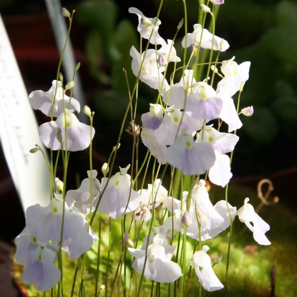 Utricularia livida producing multiple flowering scapes, each with violet blooms, showcasing abundant floral display