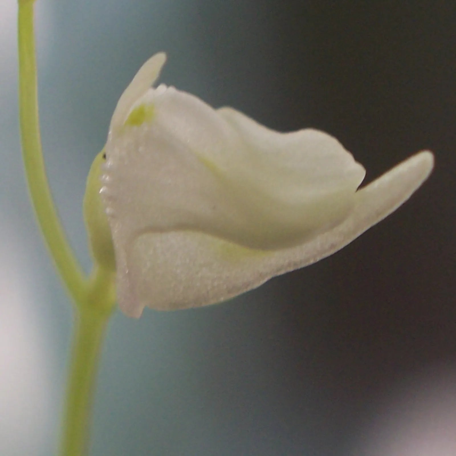 Side view close-up of Utricularia livida flower highlighting its delicate structure with white petals and subtle purple along the lower petals, a tropical carnivorous bladderwort
