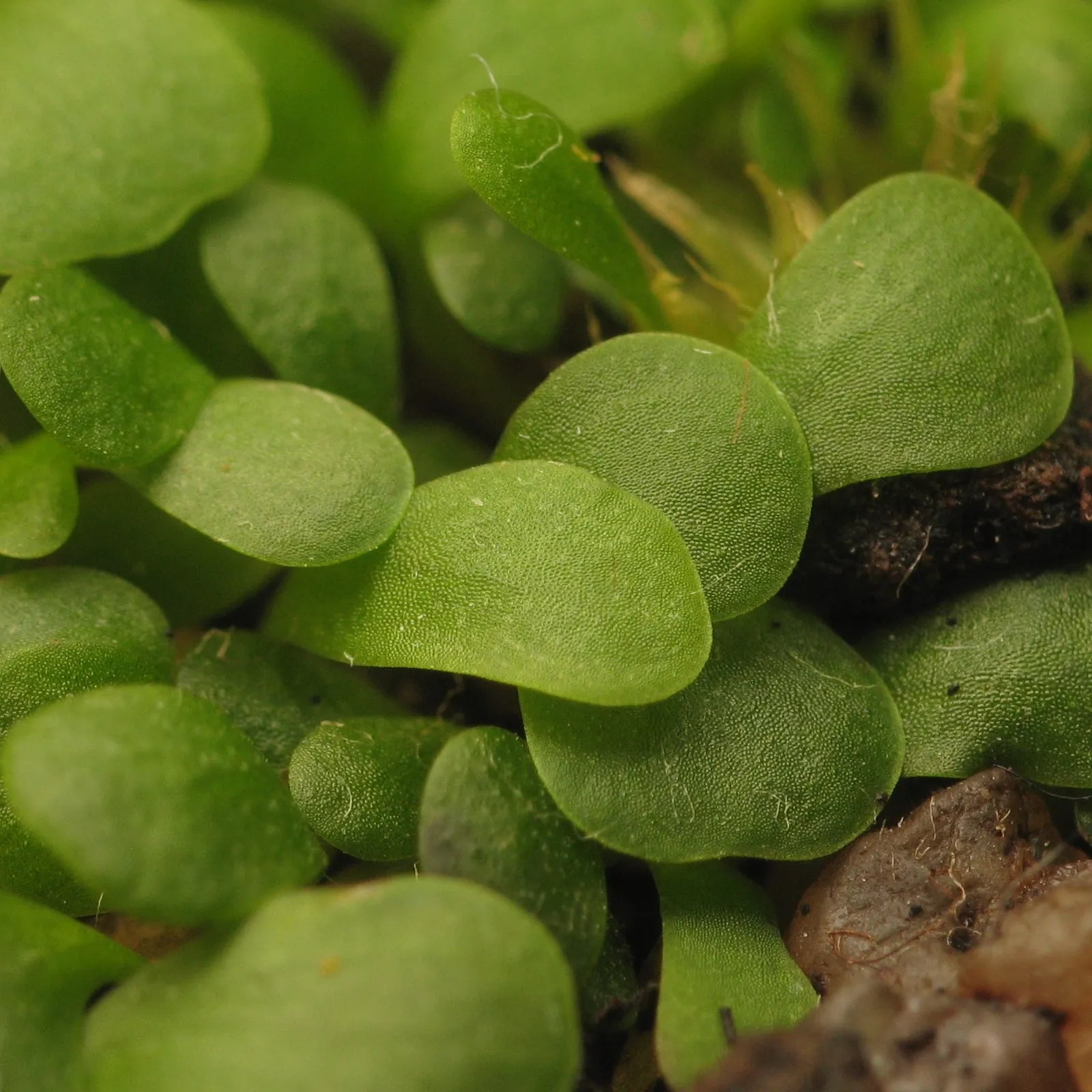 Thread-like green leaves of Utricularia livida, a tropical terrestrial bladderwort prized by collectors for its delicate growth