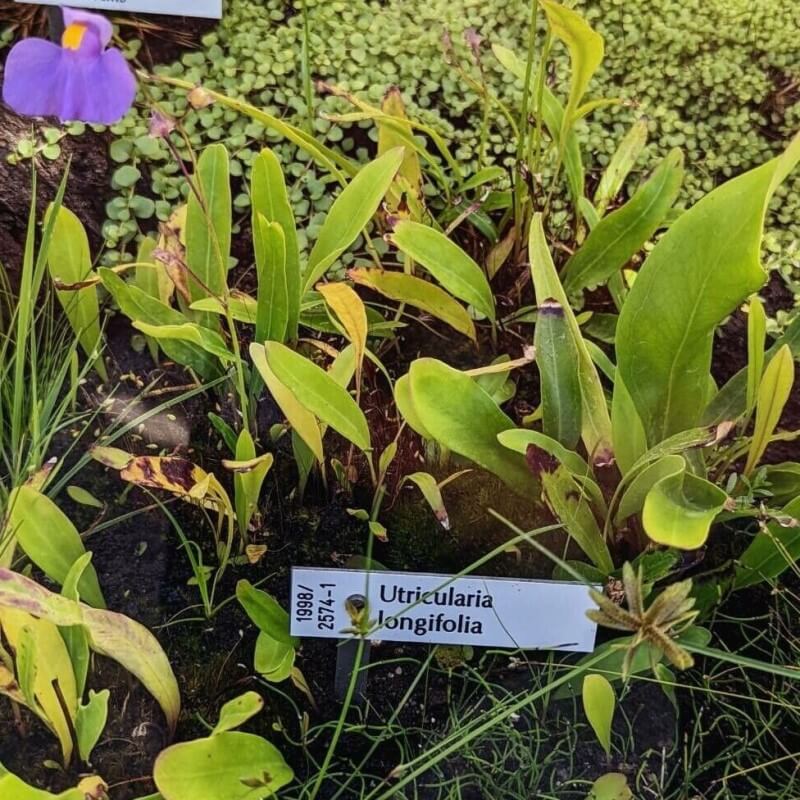 Utricularia longifolia