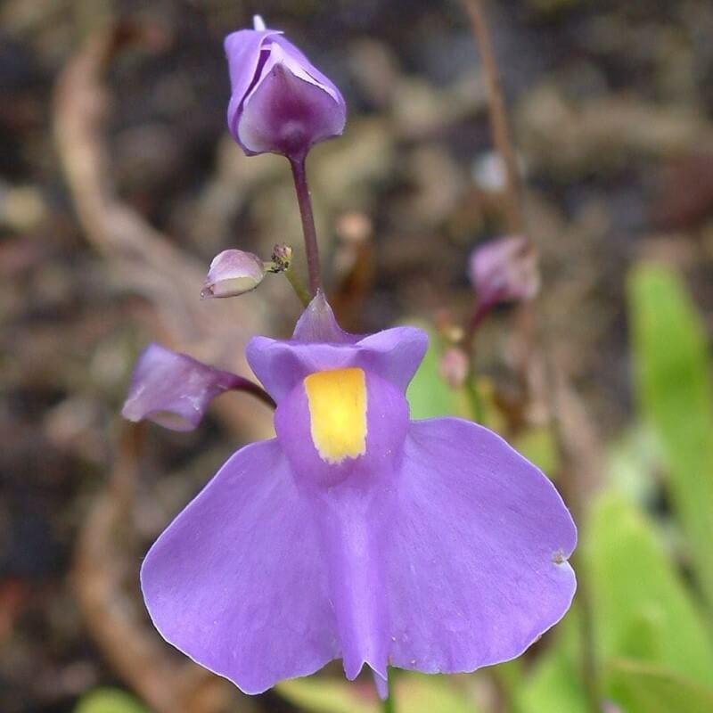 Utricularia longifolia