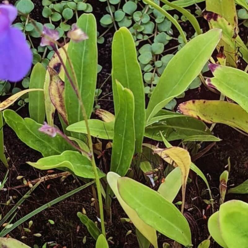 Utricularia longifolia