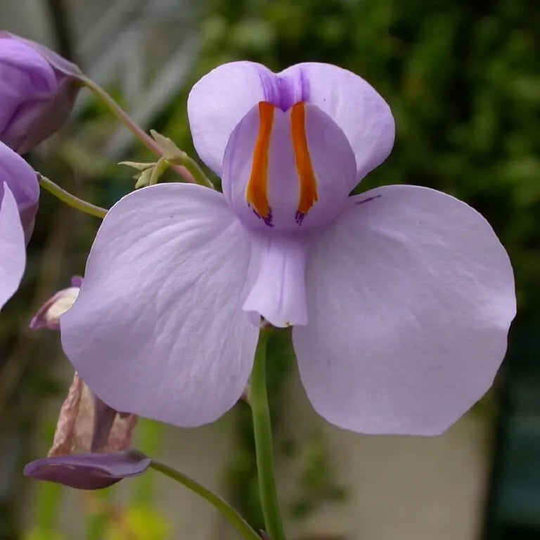 Close-up of Utricularia reniformis flower showing large vibrant petals and yellow throat, a rare terrestrial bladderwort