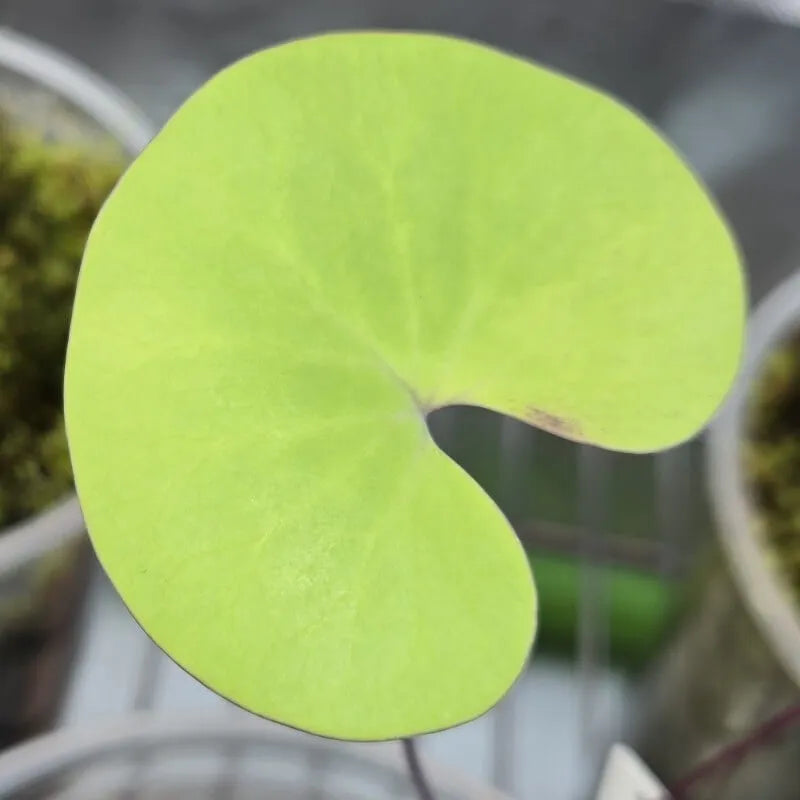 Broad kidney-shaped leaves of Utricularia reniformis, an uncommon tropical terrestrial bladderwort