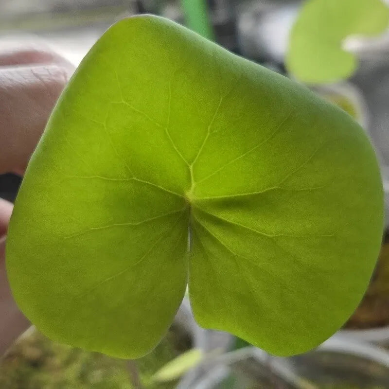 Close-up of Utricularia reniformis leaf showing detailed veining and broad kidney-shaped structure, an uncommon tropical bladderwort
