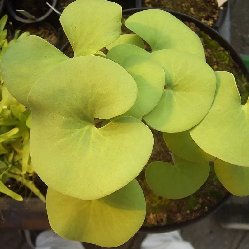 Several broad kidney-shaped leaves of Utricularia reniformis, highlighting their size and textured veining in this rare terrestrial bladderwort