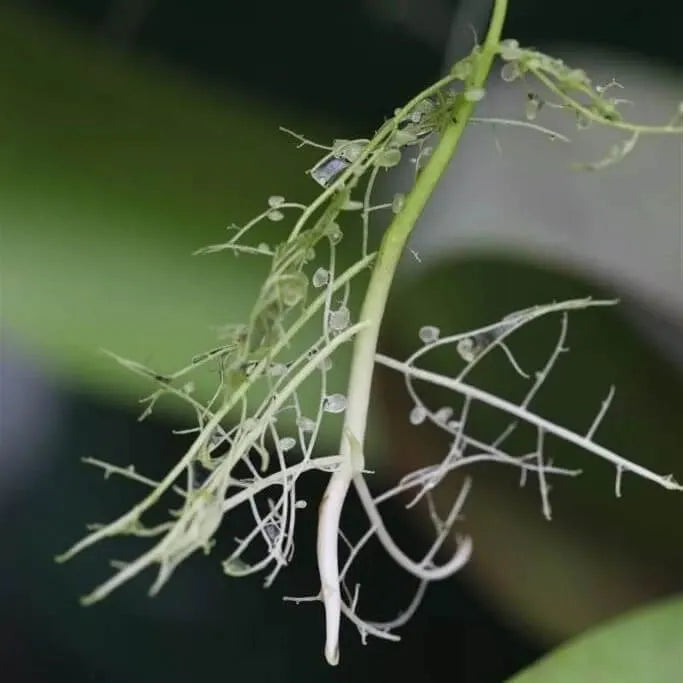 Carnivous Roots Utricularia reniformis – Canadian Carnivores