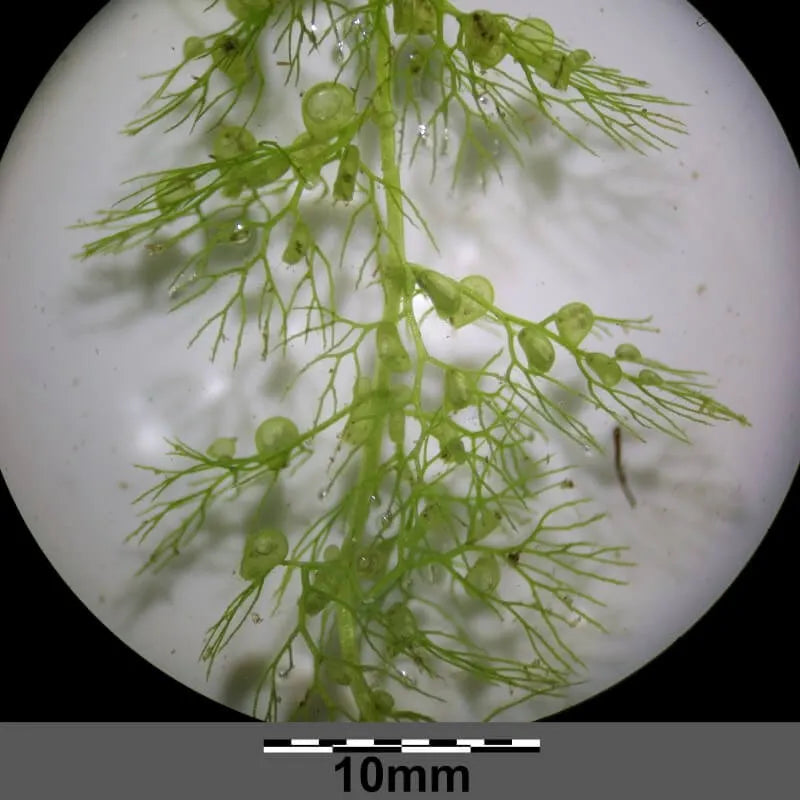 Carnivous Roots Utricularia livida – Canadian Carnivores