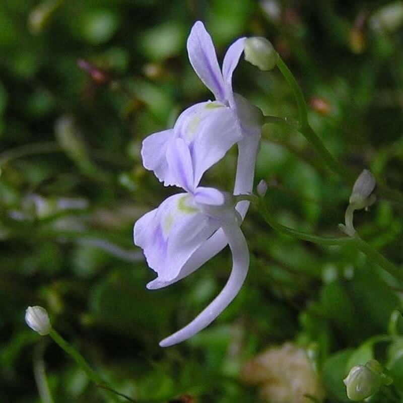 Utricularia sandersonii