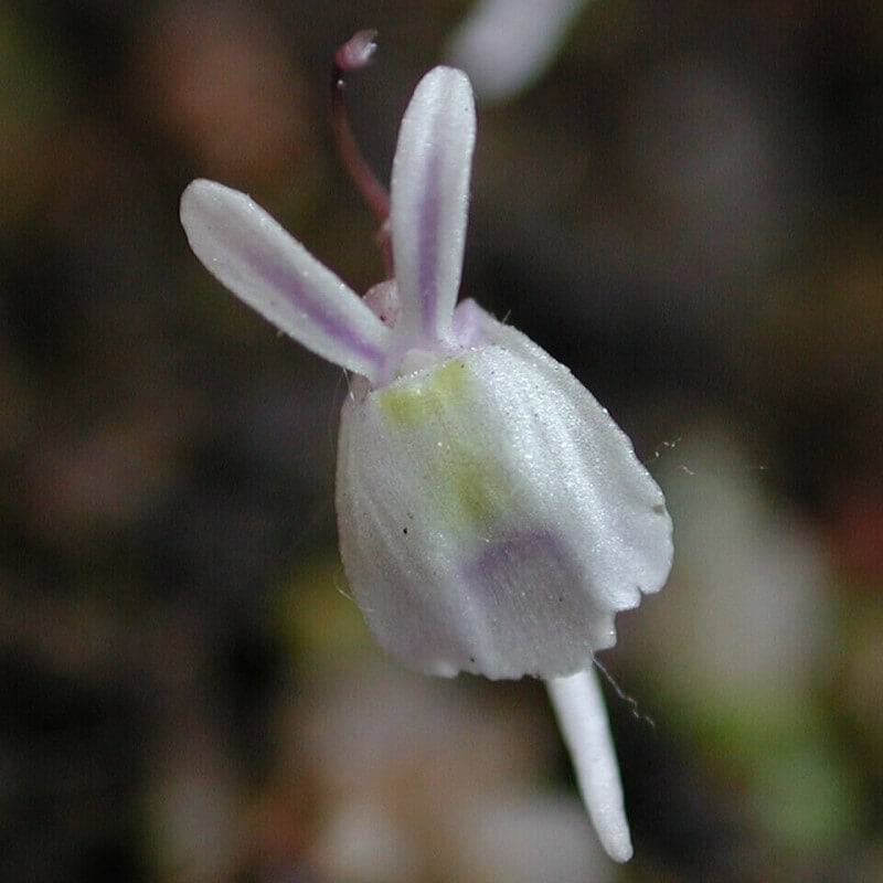 Utricularia sandersonii