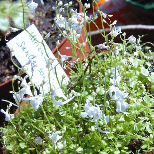 Utricularia sandersonii