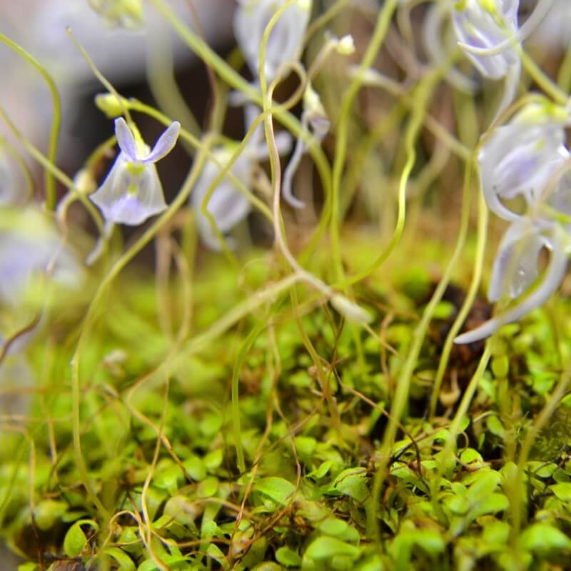 Utricularia sandersonii