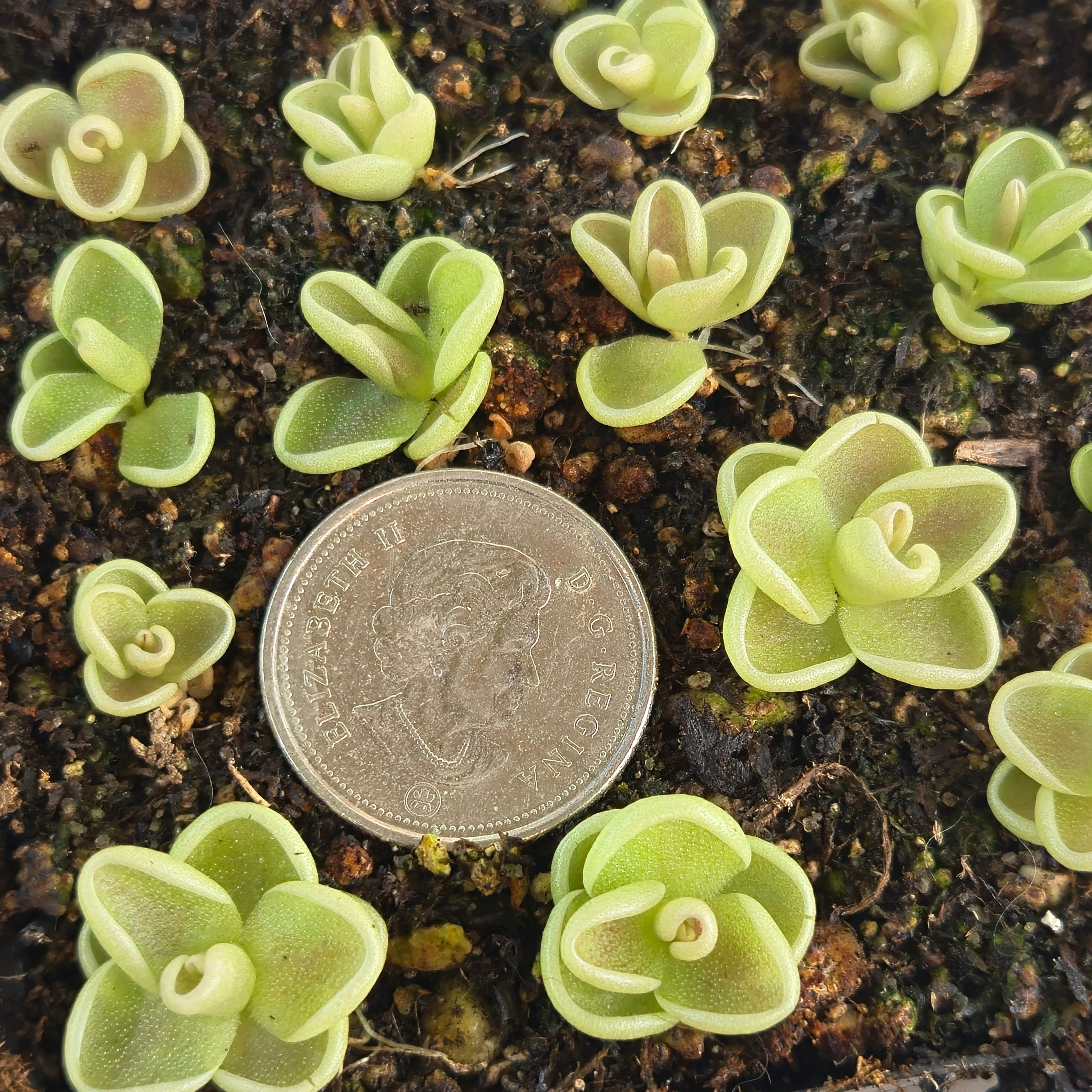 Pinguicula "Yucca Do 1713"
