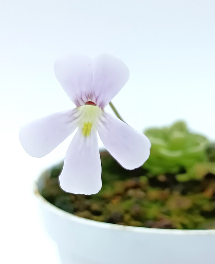 Pinguicula "Yucca Do 1713"