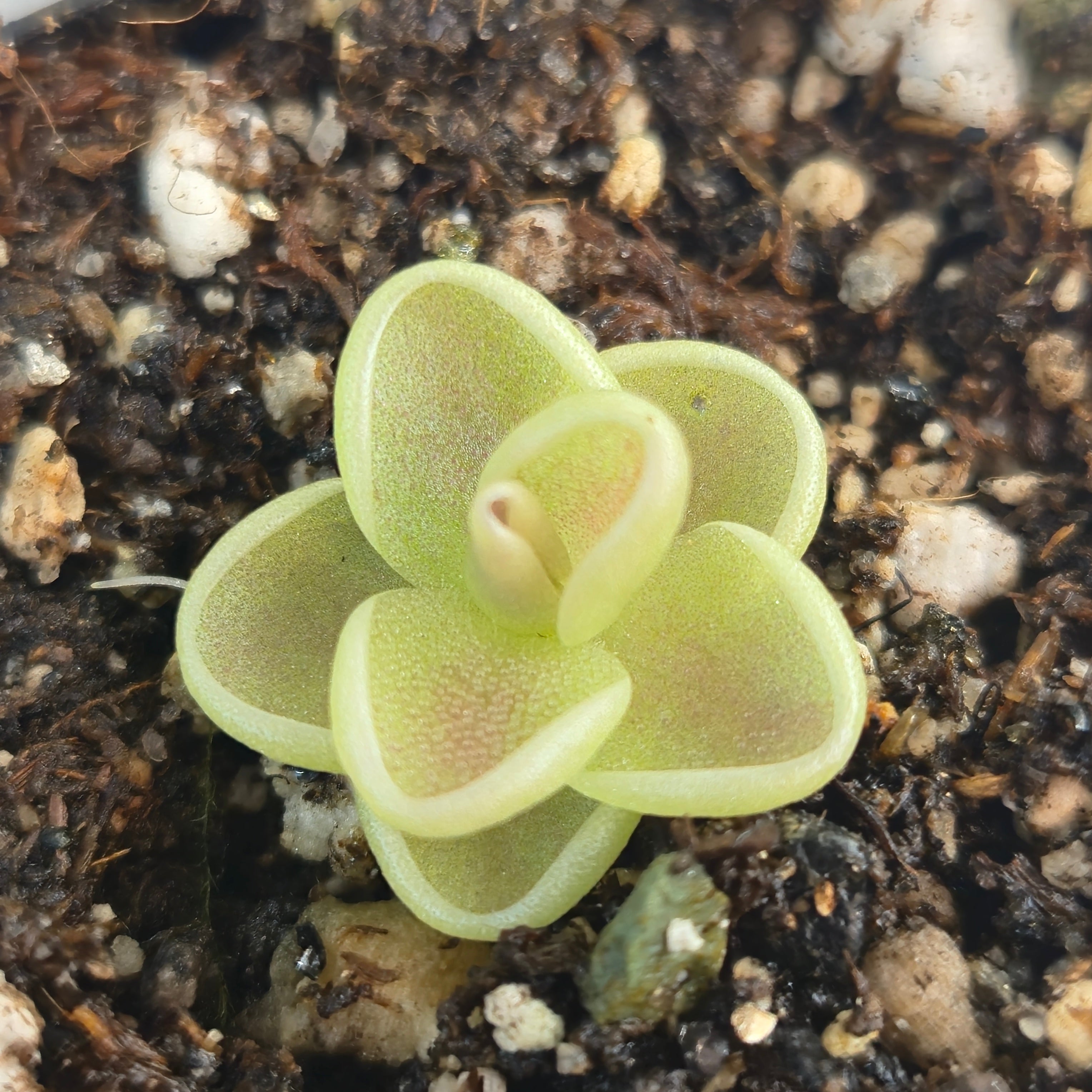 Pinguicula "Yucca Do 1713"
