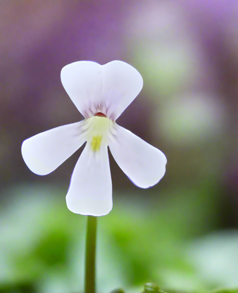 Pinguicula "Yucca Do 1713"